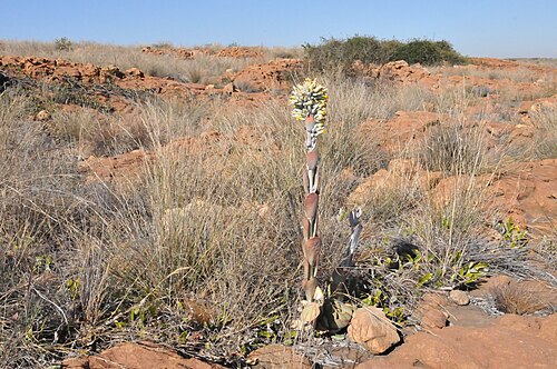 Flapjacks: Habit of a White lady at Spitskop, near Bronkhorstspruit
