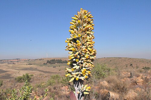 Flapjacks: Inflorescence of a White lady at Spitskop, near Bronkhorstspruit