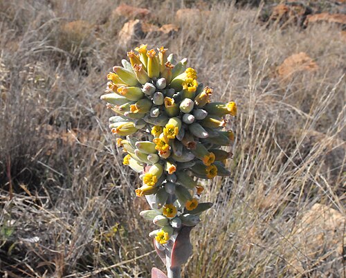 Flapjacks: Inflorescence of a White lady at Spitskop, near Bronkhorstspruit