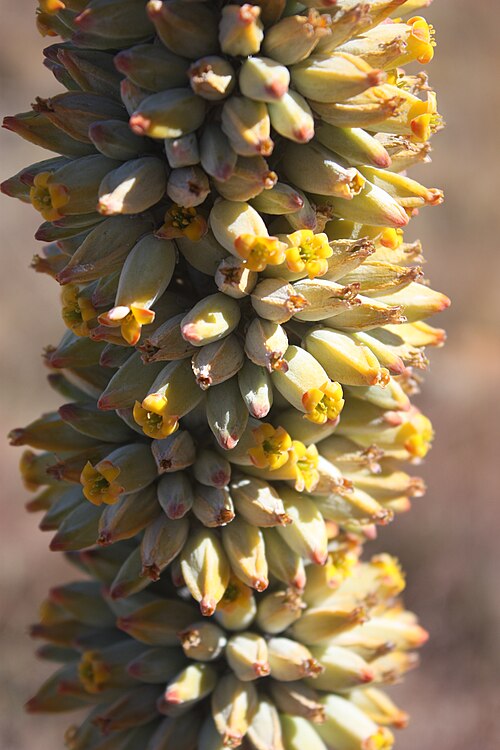 Flapjacks: Kalanchoe thyrsiflora , Kgaswane Mountain Reserve, Magaliesberg, South Africa