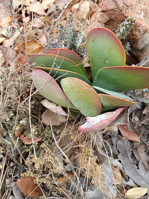 Flapjacks: Paddle plant ( Kalanchoe thyrsiflora ) in South Africa