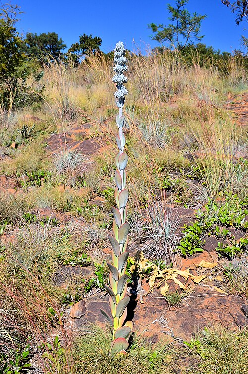 Flapjacks: Paddle Plant ( Kalanchoe thyrsiflora ) in Moreleta Kloof Municipal Nature Reserve, Pretoria, South Africa