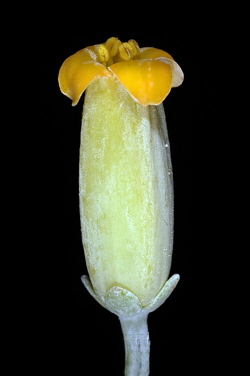 Flapjacks: Kalanchoe thyrsiflora , single flower removed from inflorescence to show shape and colour (compare with Kalanchoe luciae ); Pretoria National Botanical Garden,