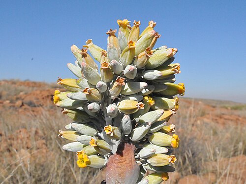 Flapjacks: Inflorescence of a White lady at Spitskop, near Bronkhorstspruit