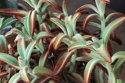 Kalanchoe tomentosa: Kalanchoe tomentosa - Leaves