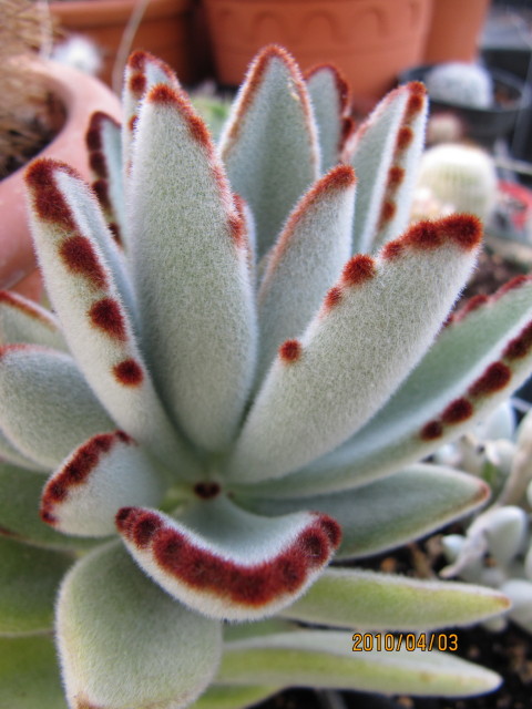 Kalanchoe tomentosa: Kalanchoe tomentosa, or Panda Plant, is a native of Madagascar. It is a beautiful succulent plant with dense white felt-like hairs covering the entire leaf. Lea