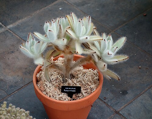Kalanchoe tomentosa: Begonia House - Wellington Botanic Garden - Wellington, New Zealand.