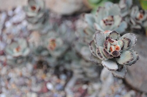 Kalanchoe tomentosa: Kalanchoe tomentosa 'Chocolate Soldier', "Panda Plant", Madagascar. Volunteer Park Conservatory, Volunteer Park, Capitol Hill, Seattle, Washington, USA.