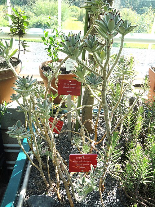 Kalanchoe tomentosa: Botanical specimen. The University of Helsinki Botanical Garden at Kaisaniemi