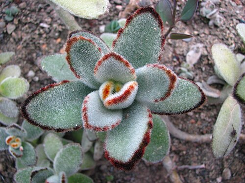 Kalanchoe tomentosa: Kalanchoe tomentosa (Stapf) Raym.-Hamet, cultivated in Wrocław University Botanical Garden, Poland.