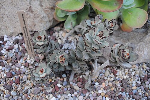 Kalanchoe tomentosa: Kalanchoe tomentosa 'Chocolate Soldier', "Panda Plant", Madagascar. Volunteer Park Conservatory, Volunteer Park, Capitol Hill, Seattle, Washington, USA.
