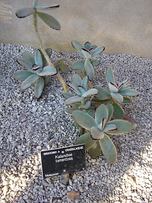Kalanchoe tomentosa: Kalanchoe tomentosa