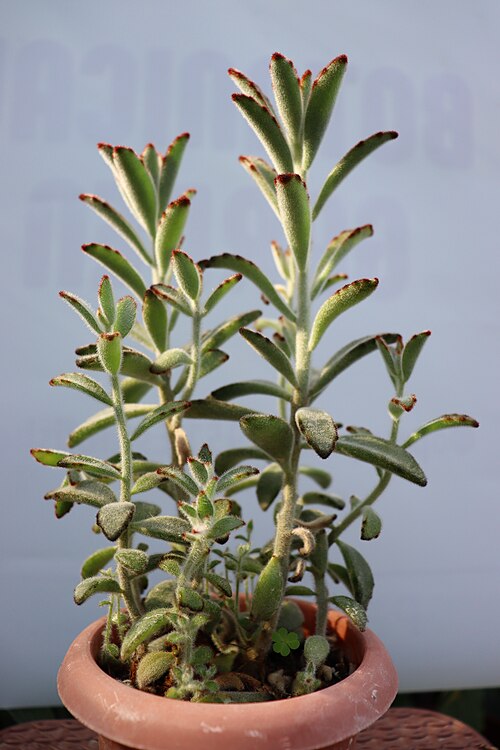 Kalanchoe tomentosa: Kalanchoe tomentosa at the Botanical garden of the Institute of Biology, Faculty of Natural Sciences and Mathematics, Skopje, Macedonia.