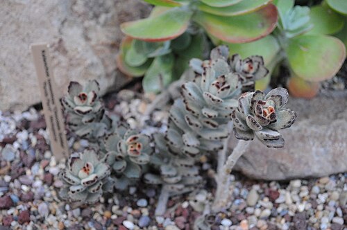 Kalanchoe tomentosa: Kalanchoe tomentosa 'Chocolate Soldier', "Panda Plant", Madagascar. Volunteer Park Conservatory, Volunteer Park, Capitol Hill, Seattle, Washington, USA.