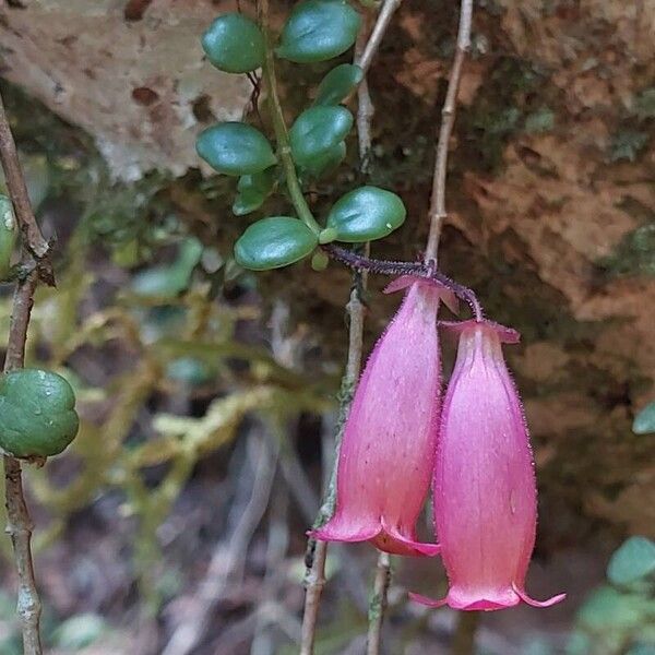 Coral bell plant (Kalanchoe uniflora)