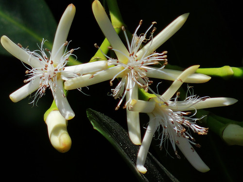 Kandelia obovata (Kandelia obovata)