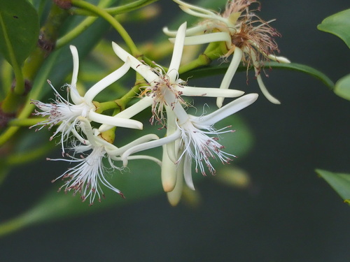 Kandelia obovata (Kandelia obovata)