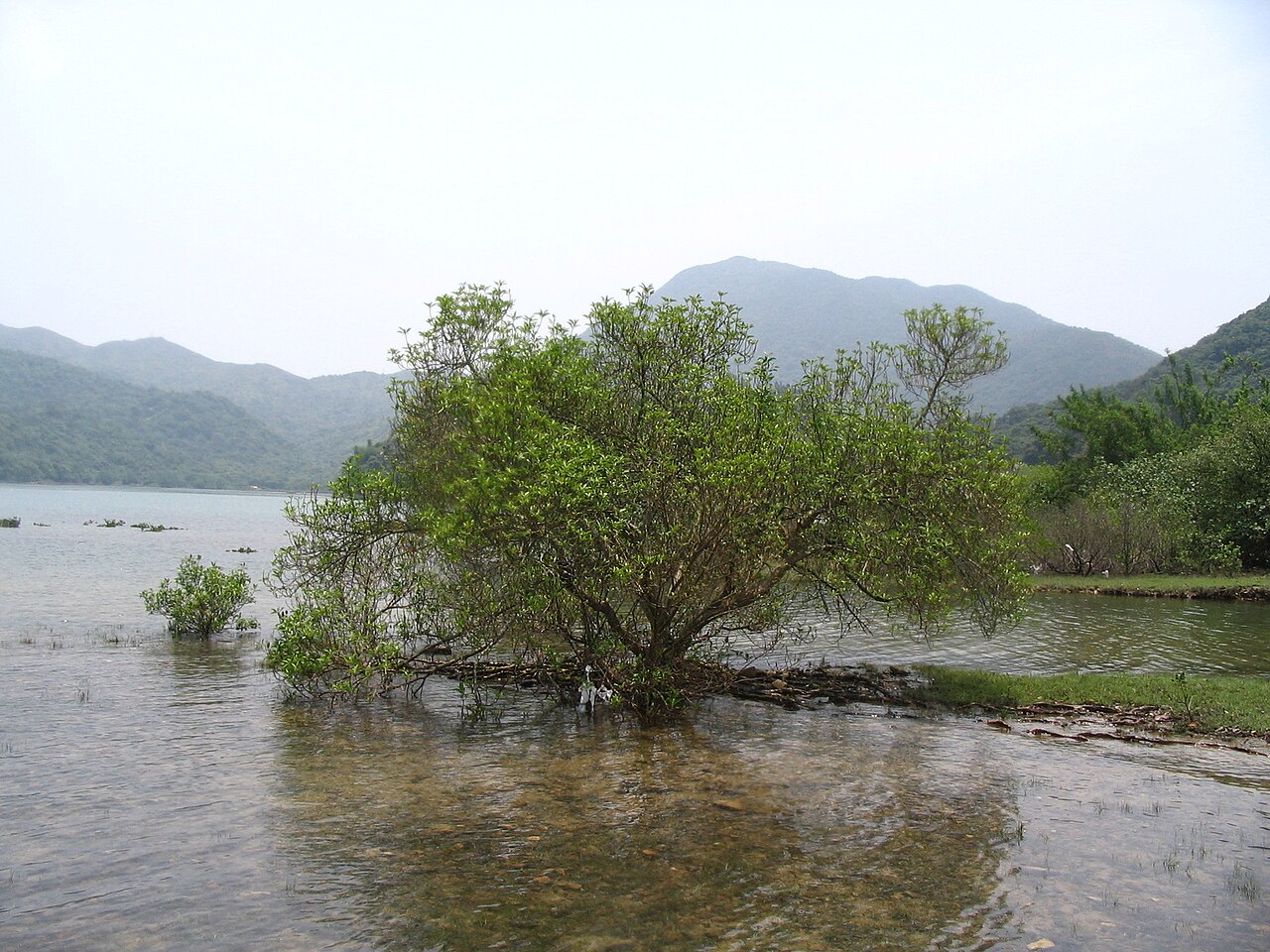 Kandelia obovata: Photo of Kandelia obovata