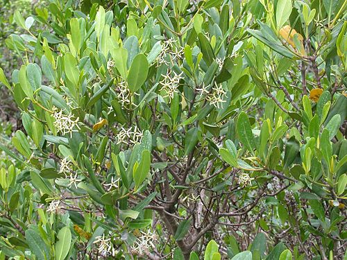 Kandelia obovata: Kandelia obovata(Rhizophoraceae) Japanese name:Mehirugi Date;2004,08,11;Nago city, Okinawa prefecture, Japan Author;Keisotyo