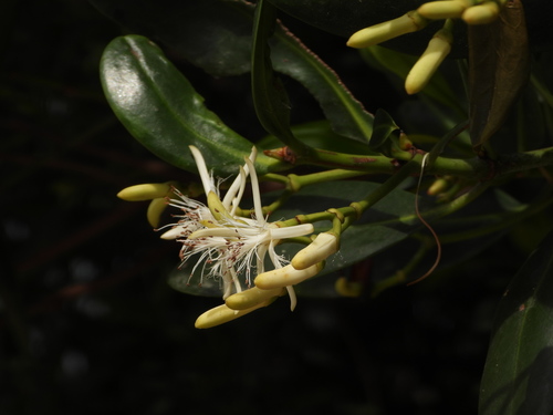 Kandelia obovata (Kandelia obovata)
