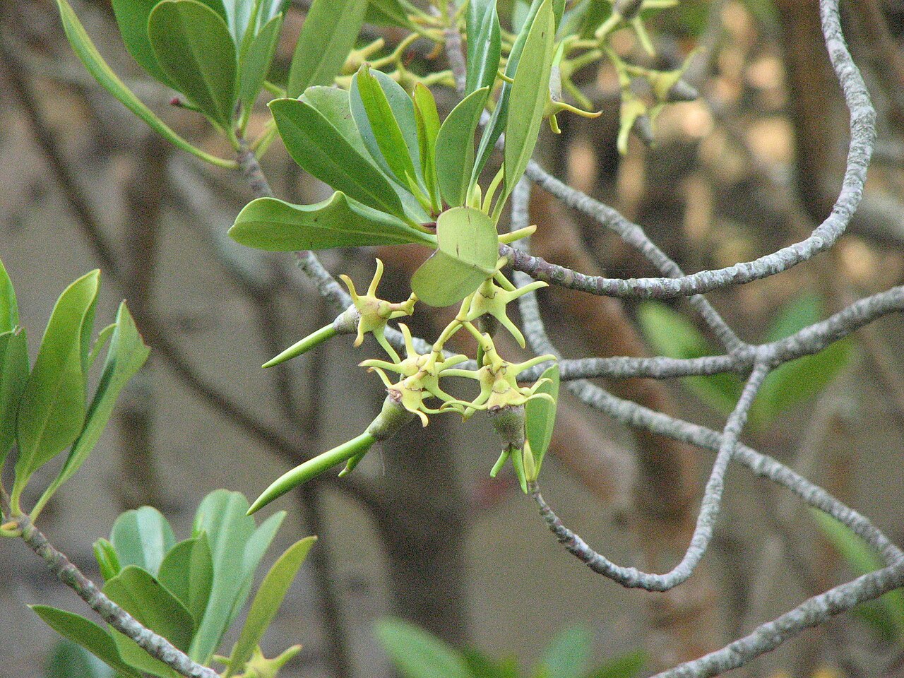 Kandelia obovata: Propagules of Kandelia obovata on treetop