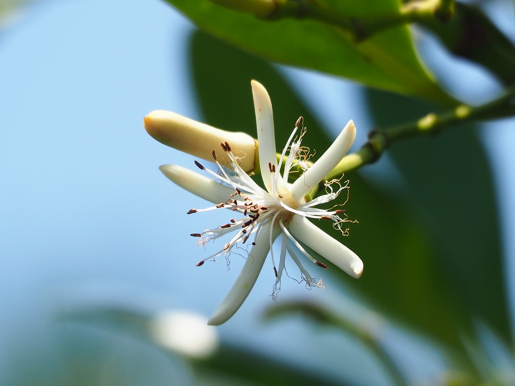 Kandelia obovata (Kandelia obovata)