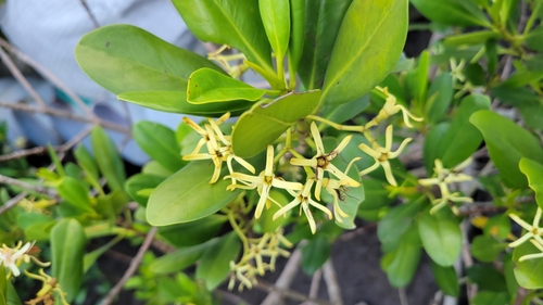 Kandelia obovata (Kandelia obovata)