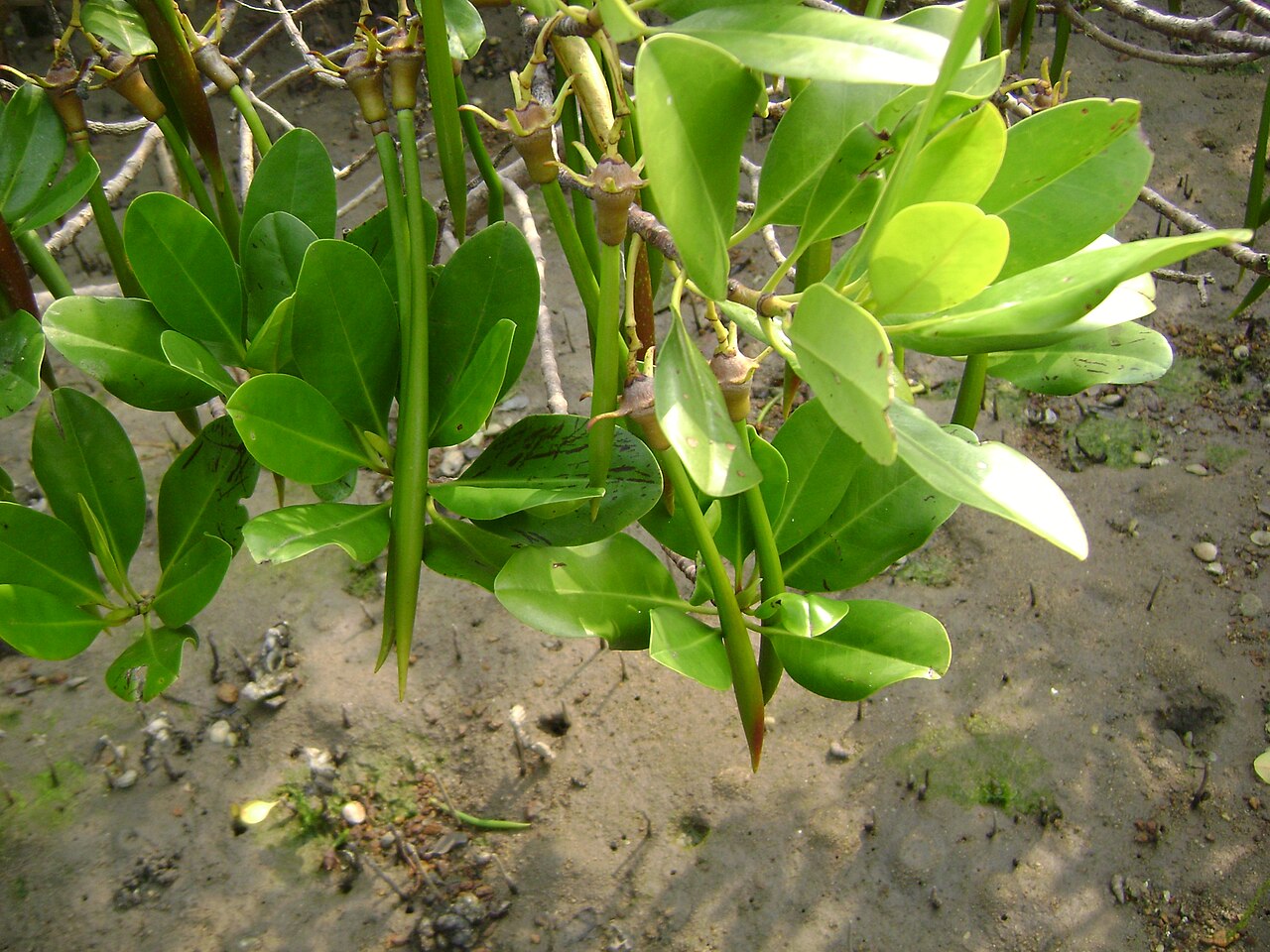 Kandelia obovata: It is a Kandelia obovata grown at Ting Kok mangrove.