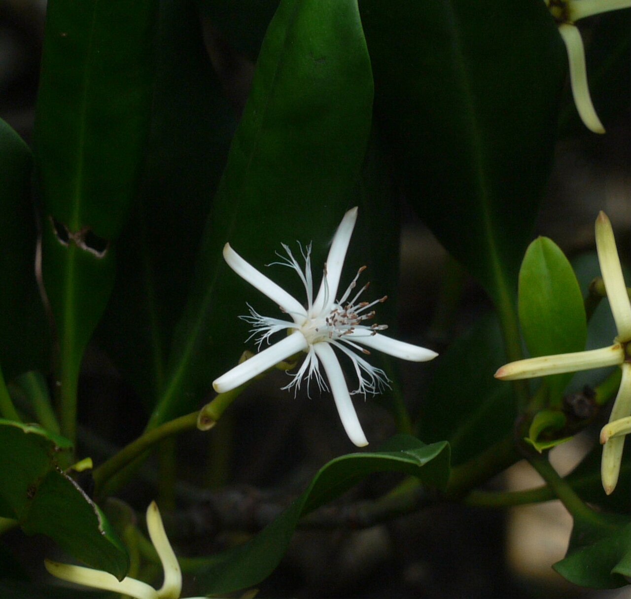 Kandelia obovata: Kandelia_obovata