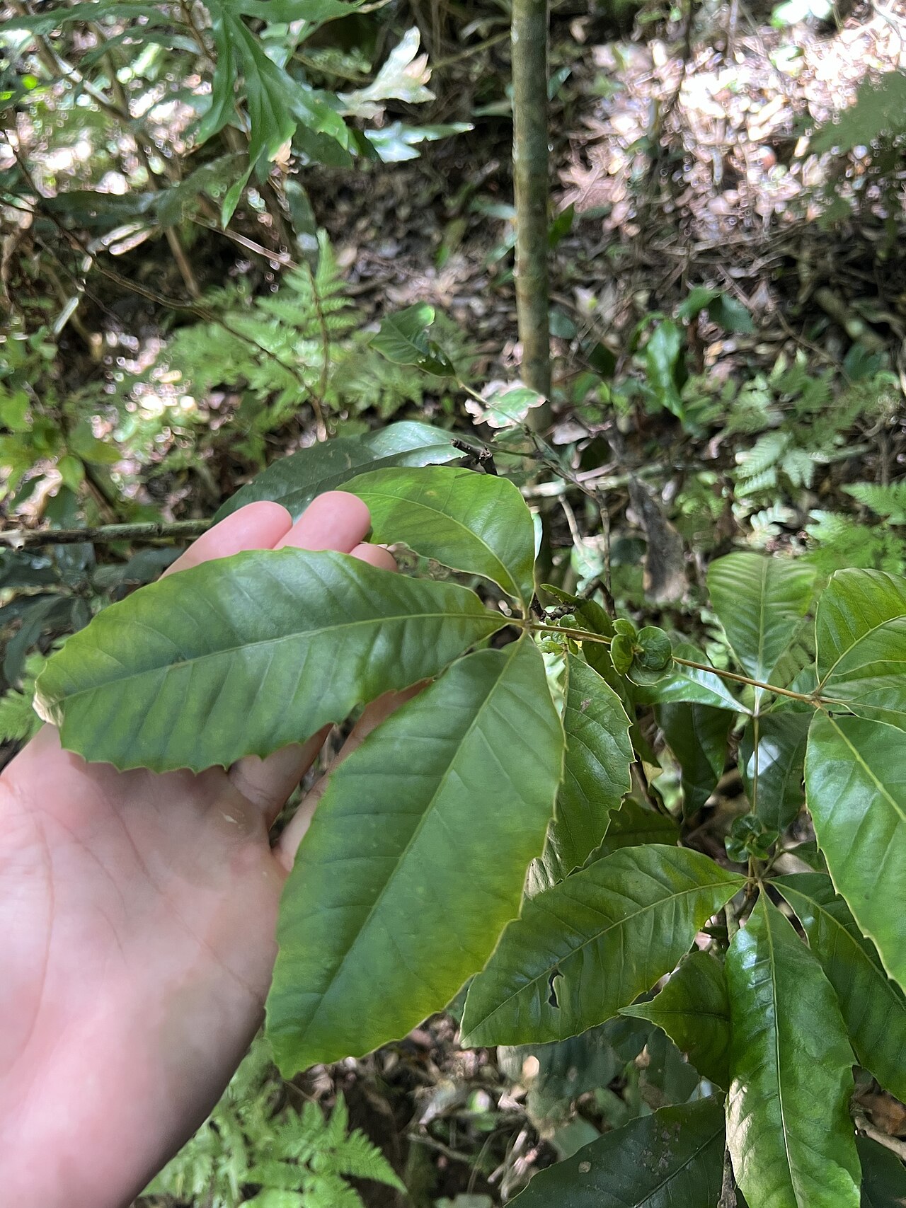 Karrabina benthamiana: Red Carabeen ( Karrabina benthamiana ) in Australia