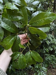 Karrabina benthamiana (Karrabina benthamiana)