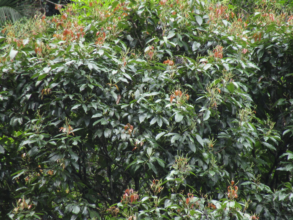 Karrabina benthamiana (Karrabina benthamiana)