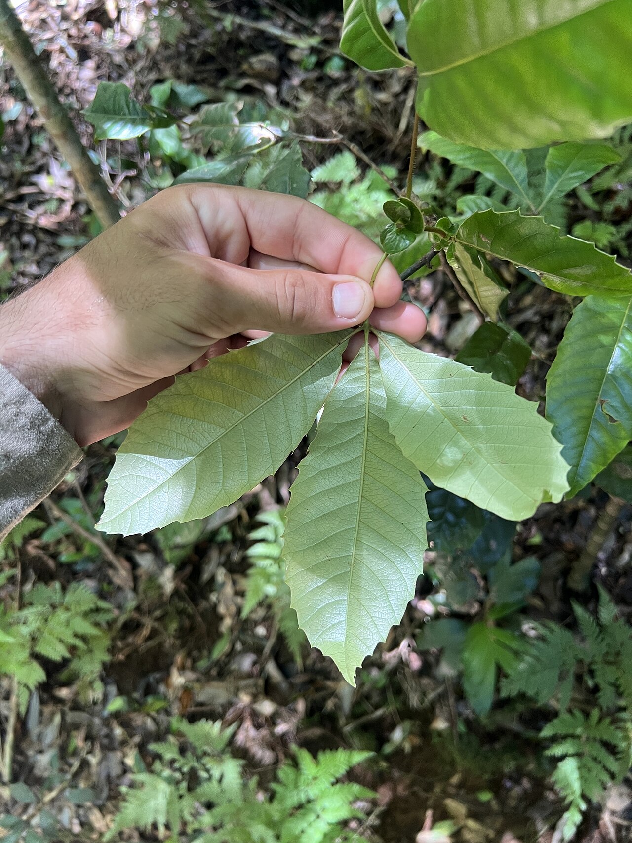 Karrabina benthamiana: Red Carabeen ( Karrabina benthamiana ) in Australia