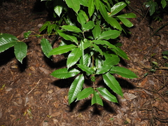 Karrabina benthamiana (Karrabina benthamiana)