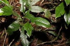 Karrabina benthamiana (Karrabina benthamiana)