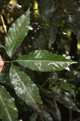 Karrabina benthamiana (Karrabina benthamiana)
