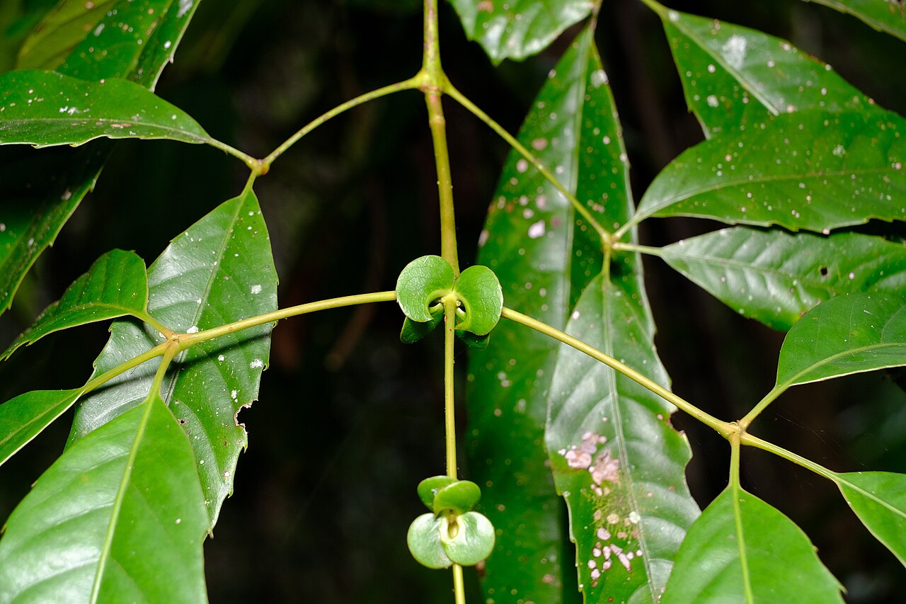 Karrabina benthamiana: Red Carabeen ( Karrabina benthamiana ) in Australia