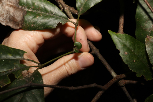 Karrabina benthamiana (Karrabina benthamiana)