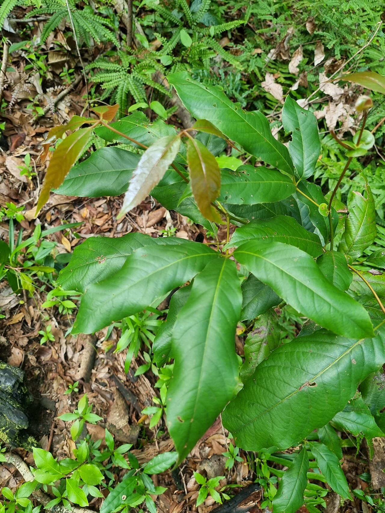 Karrabina benthamiana: Red Carabeen ( Karrabina benthamiana ) in Australia