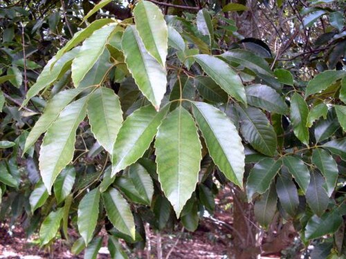 Karrabina benthamiana: Geissois benthamiana foliage from Nightcap National Park