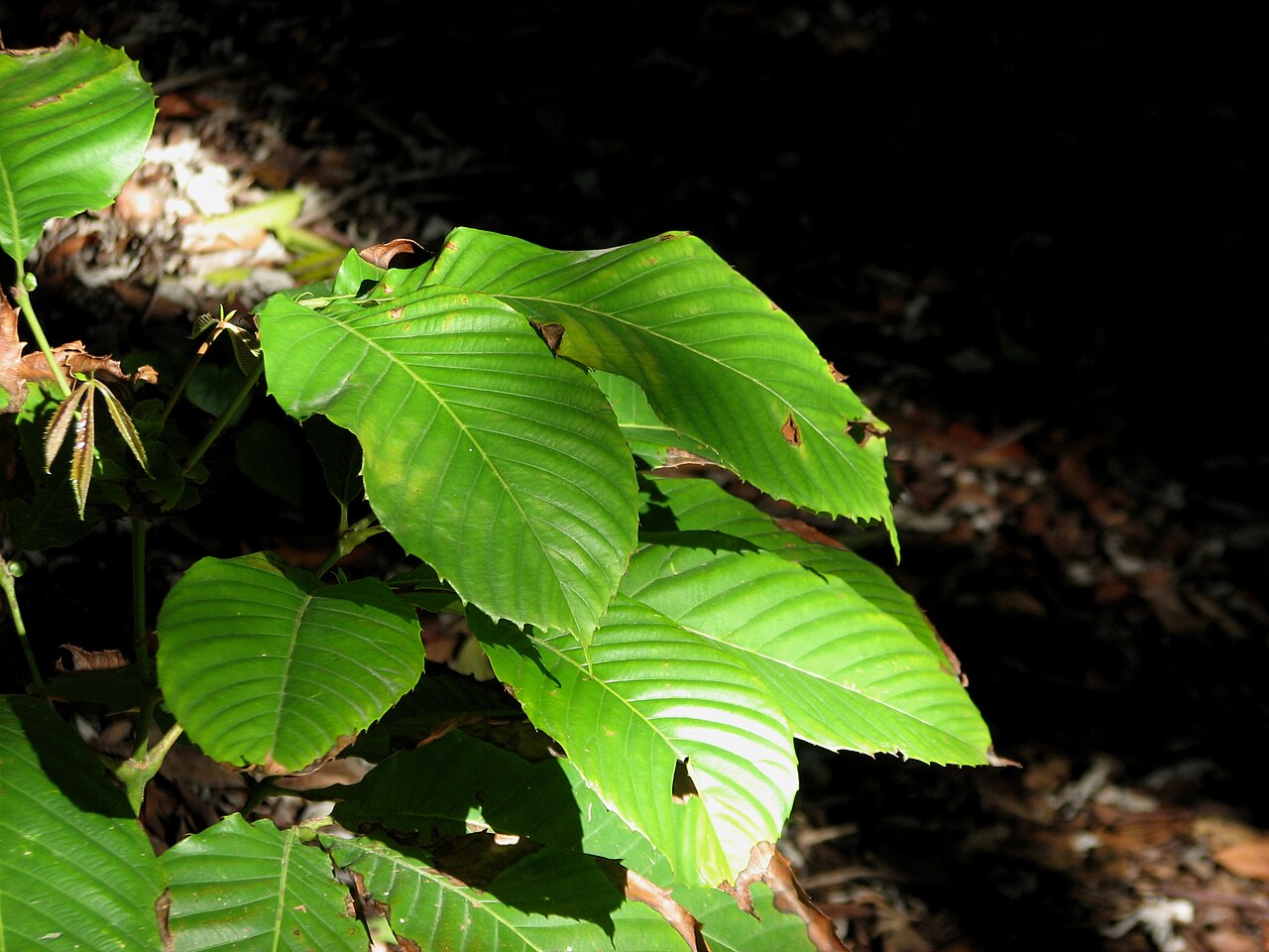 Northern brush mahogany: Geissois biagiana (cultivated, labelled) Royal Botanic Gardens Melbourne, Australia