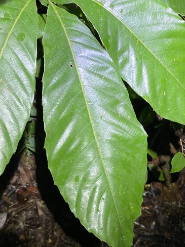 Northern brush mahogany (Karrabina biagiana)
