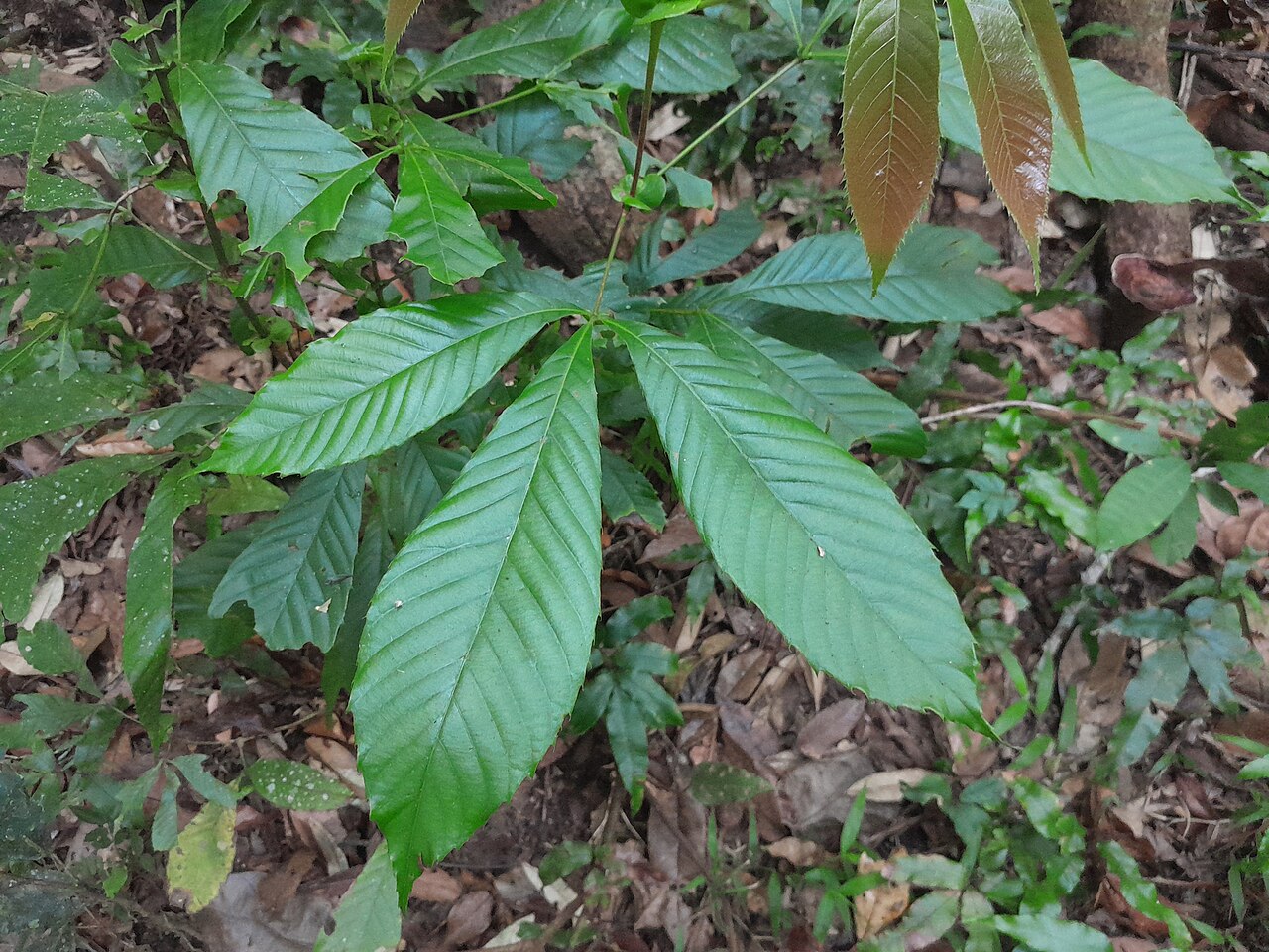 Northern brush mahogany: Karrabina biagiana in rainforest at Lake Barrine , Queensland, October 2023