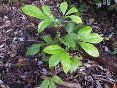 Northern brush mahogany (Karrabina biagiana)