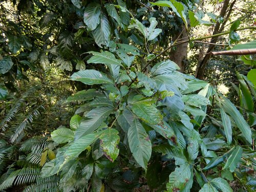 Northern brush mahogany (Karrabina biagiana)