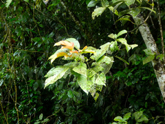 Northern brush mahogany (Karrabina biagiana)
