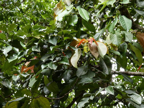 Northern brush mahogany (Karrabina biagiana)