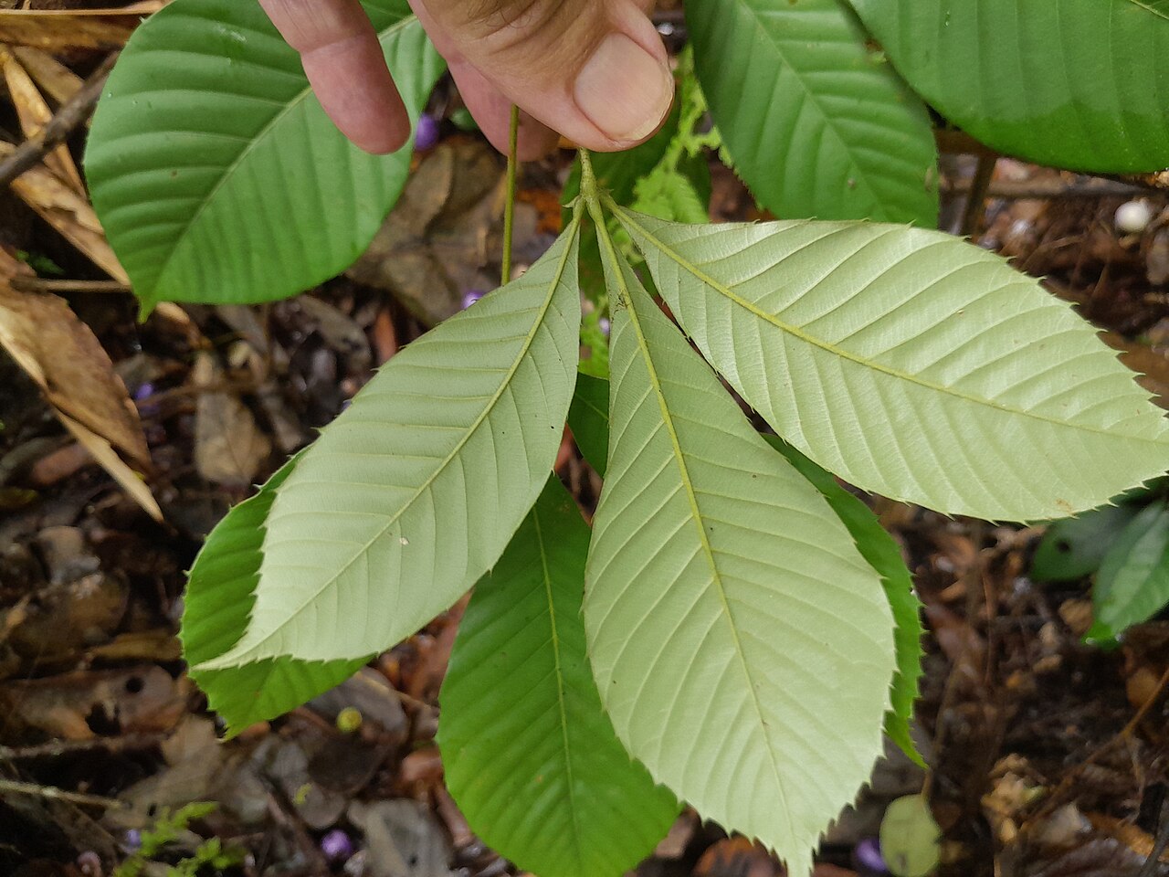Northern brush mahogany: Karrabina biagiana in rainforest near Cairns , December 2022