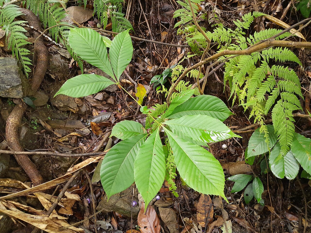 Northern brush mahogany: Karrabina biagiana in rainforest near Cairns , December 2022