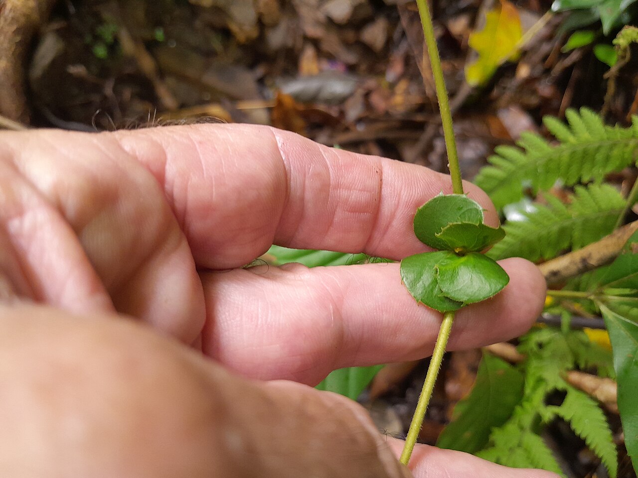 Northern brush mahogany: Karrabina biagiana in rainforest near Cairns , December 2022